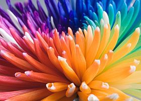 mix floreale mix floreale